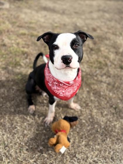 Enlarge Oreo, a Adoptable mixed breed in Bartlesville, OK image 2/3