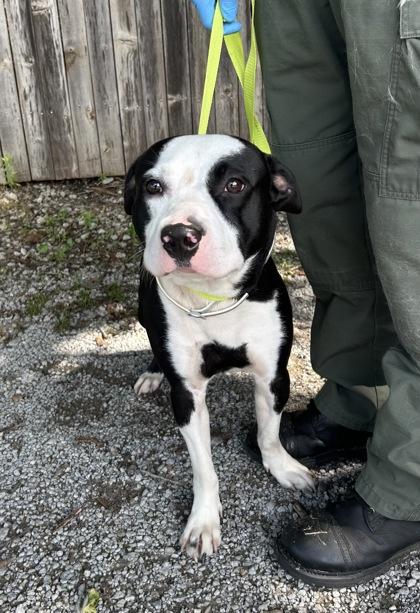 Enlarge Oreo, a Adoptable mixed breed in Bartlesville, OK image 3/3