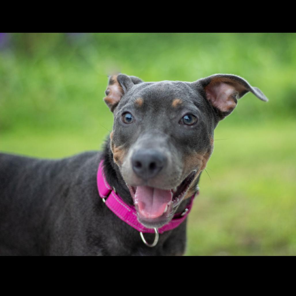 Enlarge Brinklee, a Adoptable Mixed Breed in Lake Jackson, TX image 1/2