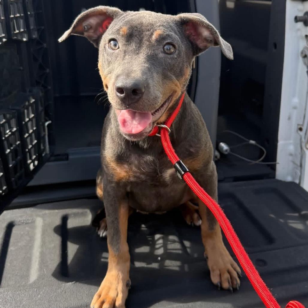 Enlarge Brinklee, a Adoptable Mixed Breed in Lake Jackson, TX image 2/2