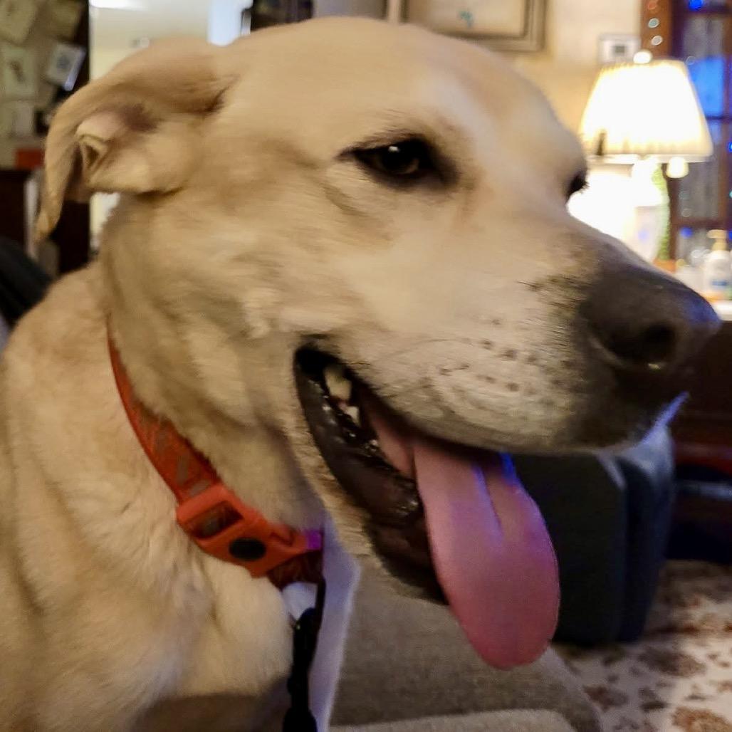 Roy, a Adoptable mixed breed in Farmersville, OH image 1/4