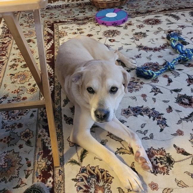 Roy, a Adoptable mixed breed in Farmersville, OH image 2/4