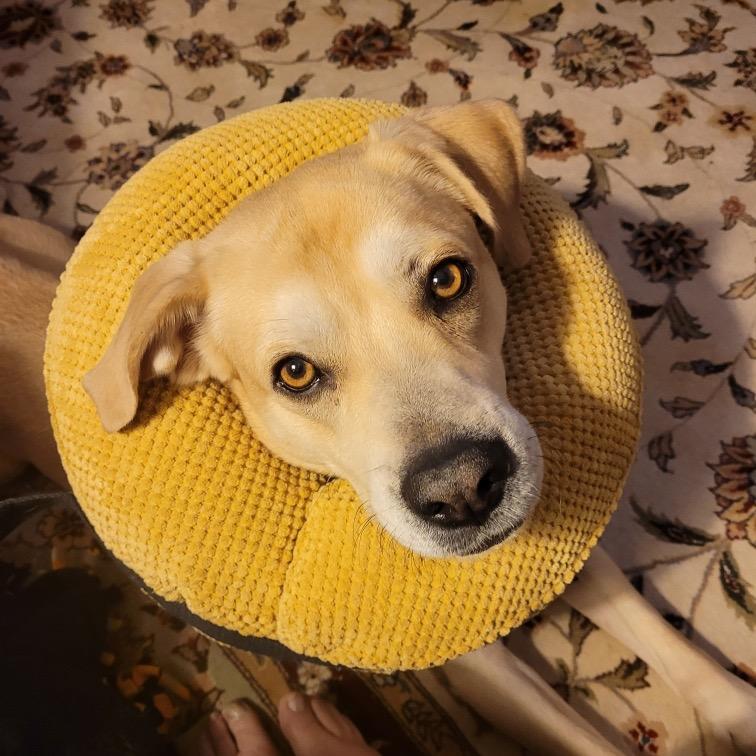 Roy, a Adoptable mixed breed in Farmersville, OH image 3/4