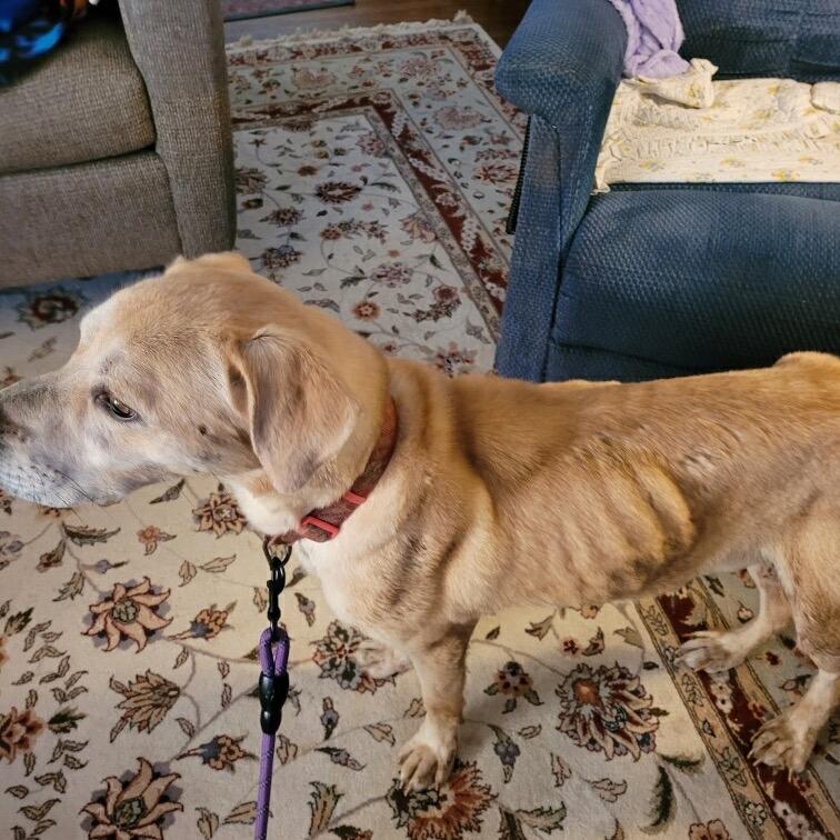 Roy, a Adoptable mixed breed in Farmersville, OH image 4/4