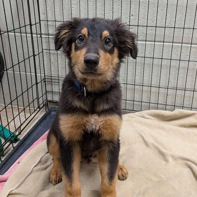 Enlarge Shepherd, an adopted mixed breed in Williston, VT image 2/6