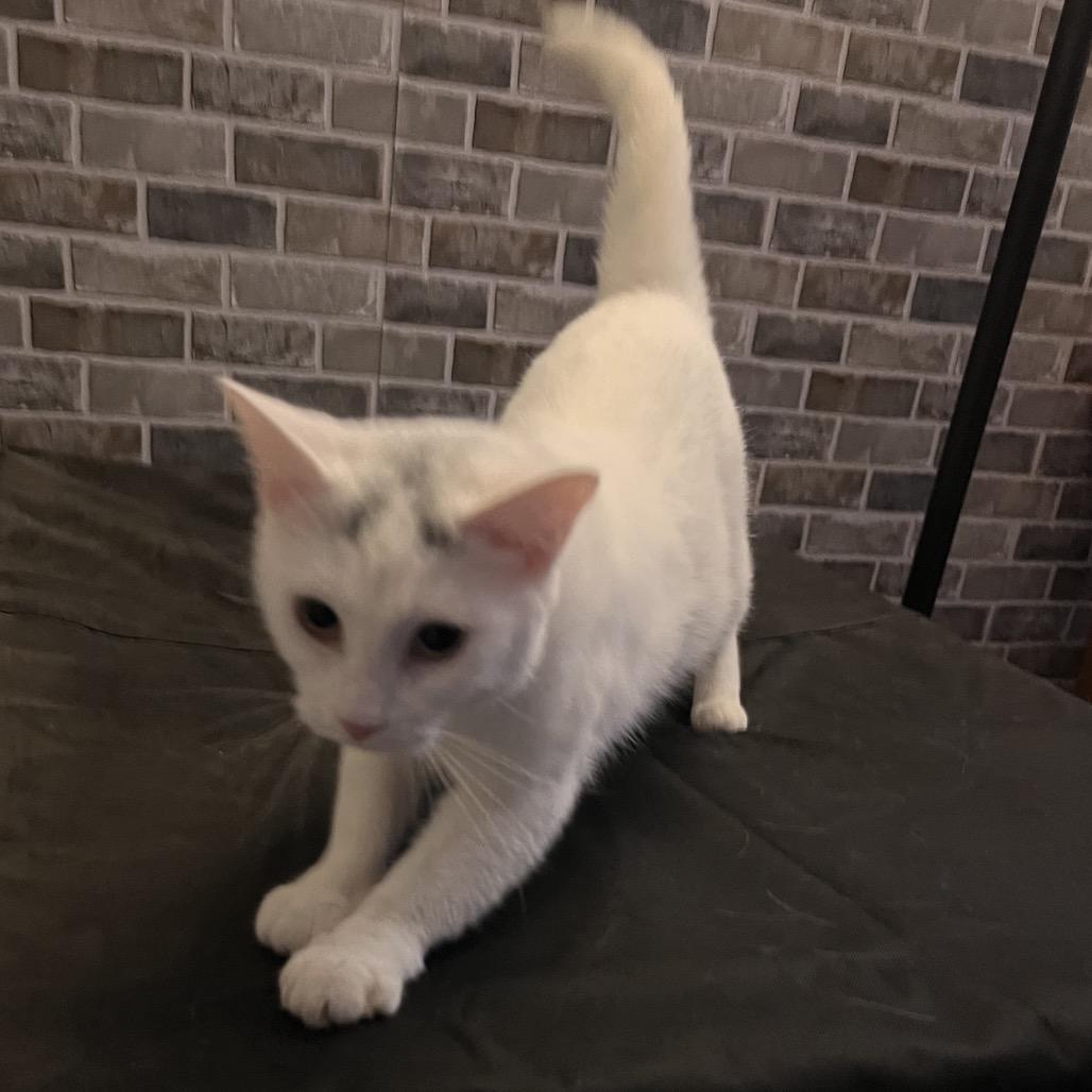 Chi Chi - $25 Bissell Sponsored Adoption Fee!, Adoptable, Young Female Domestic Short Hair.