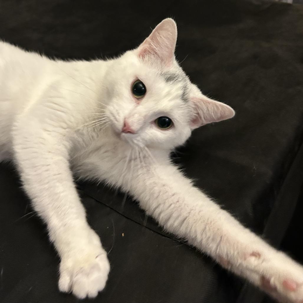 Chi Chi - $25 Bissell Sponsored Adoption Fee!, Adoptable, Young Female Domestic Short Hair.