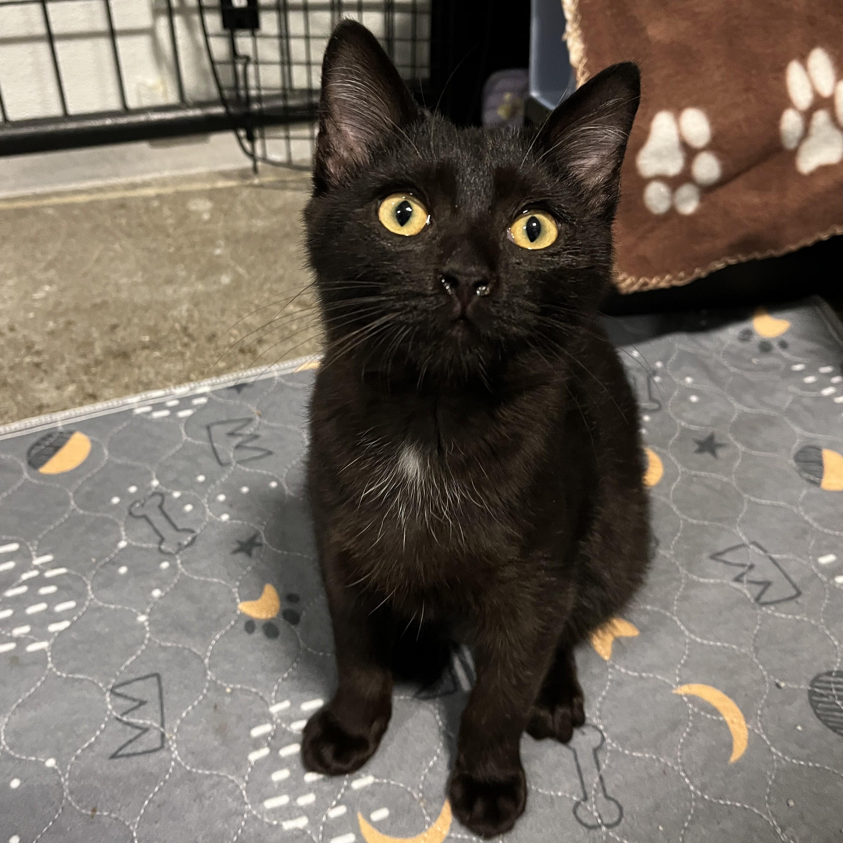 Enlarge Mantis, a Adoptable Domestic Short Hair in Columbus, OH image 2/6
