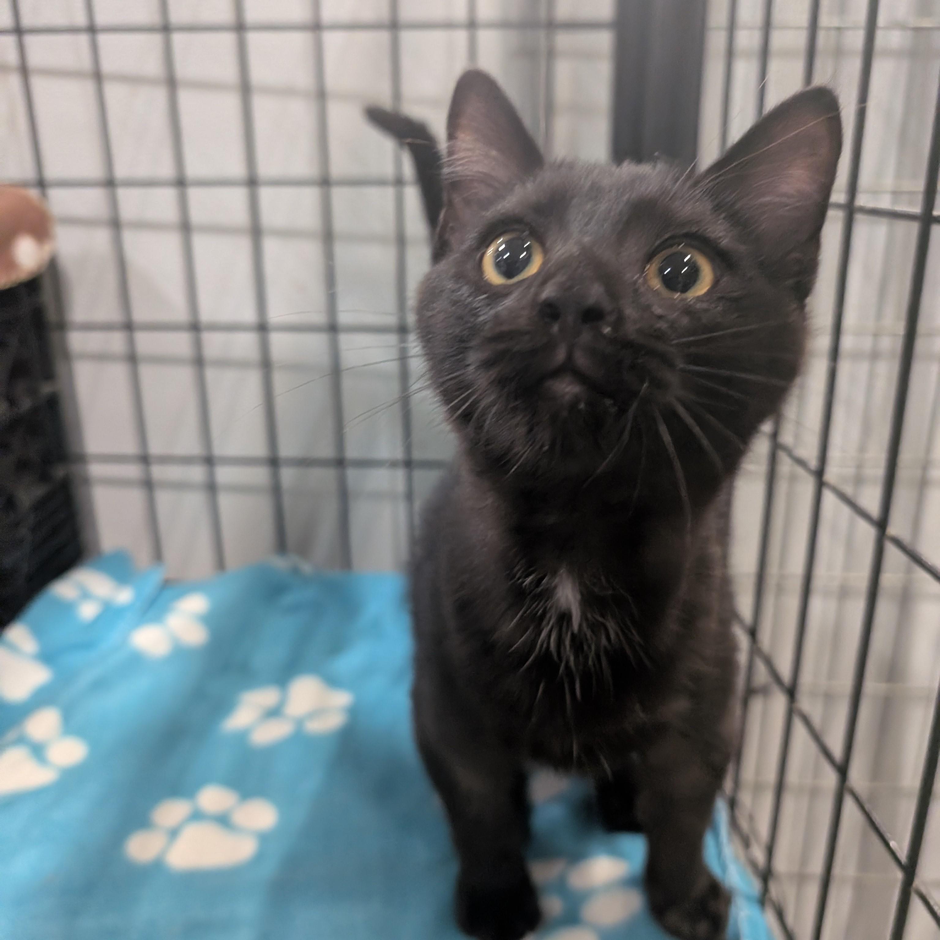 Enlarge Mantis, a Adoptable Domestic Short Hair in Columbus, OH image 5/6