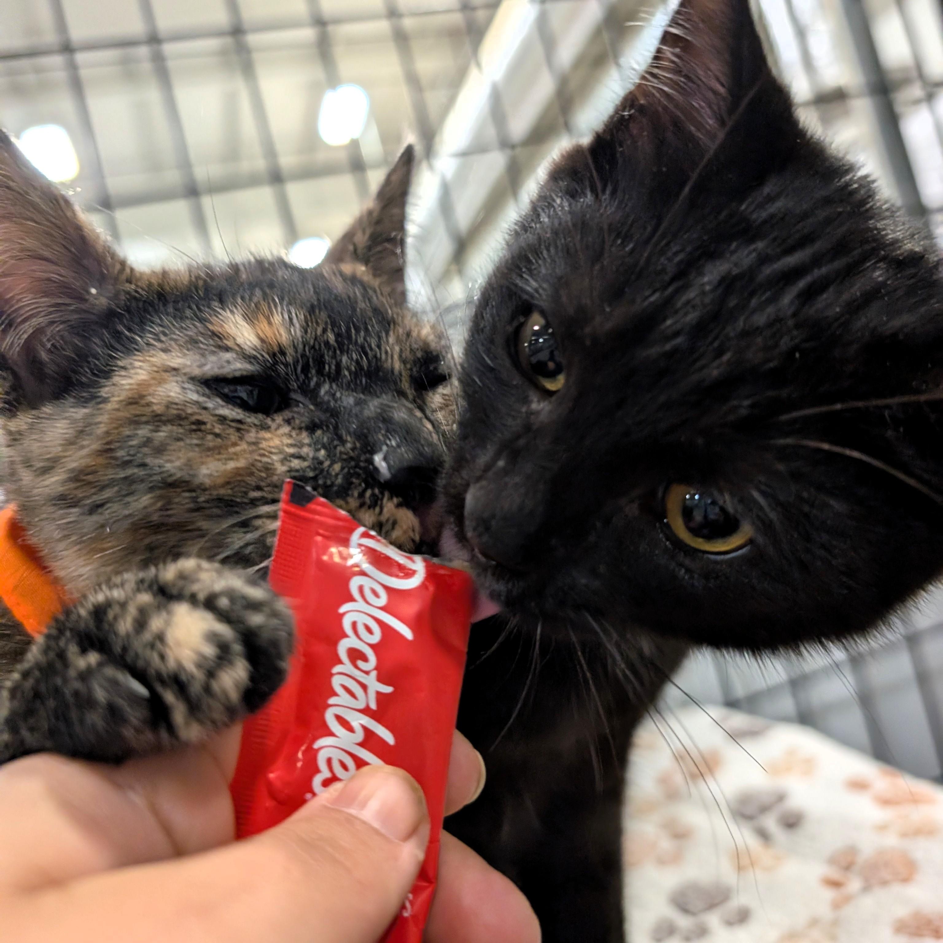 Enlarge Mantis, a Adoptable Domestic Short Hair in Columbus, OH image 3/6