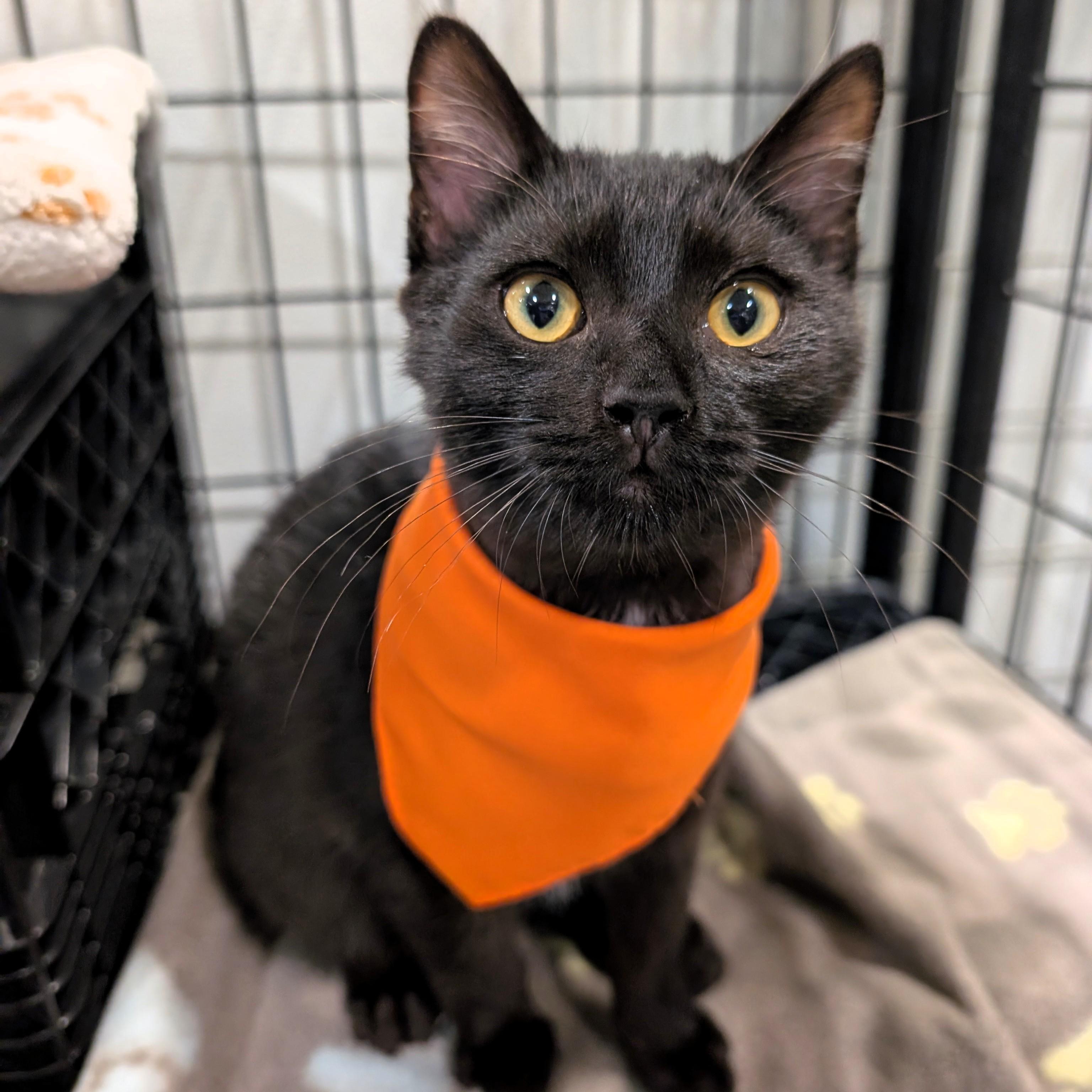 Enlarge Mantis, a Adoptable Domestic Short Hair in Columbus, OH image 1/6