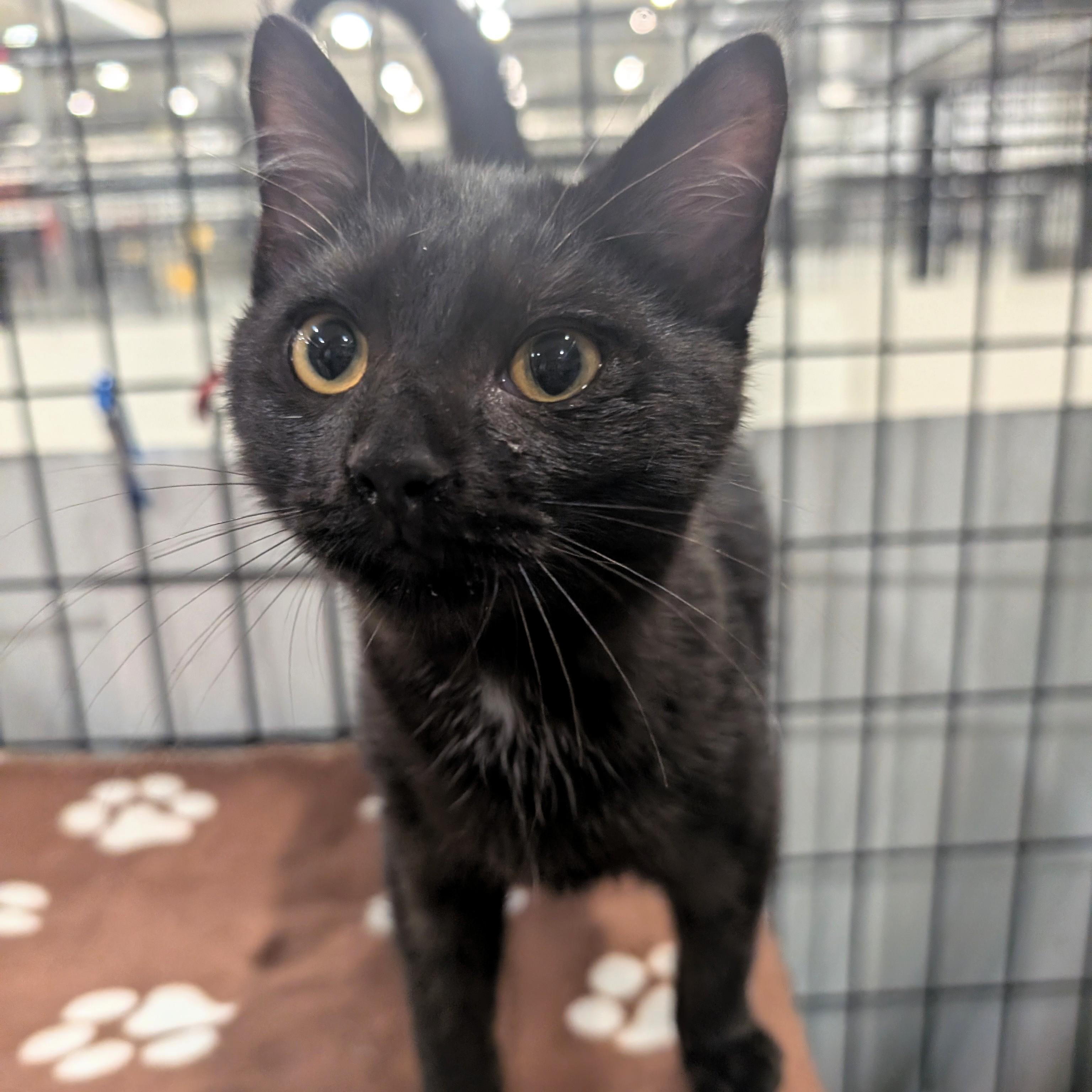 Enlarge Mantis, a Adoptable Domestic Short Hair in Columbus, OH image 6/6