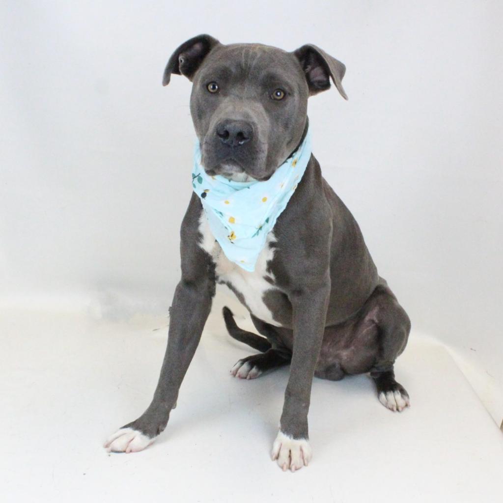 Enlarge Boyd, a Adoptable mixed breed in QUINCY, FL image 2/4
