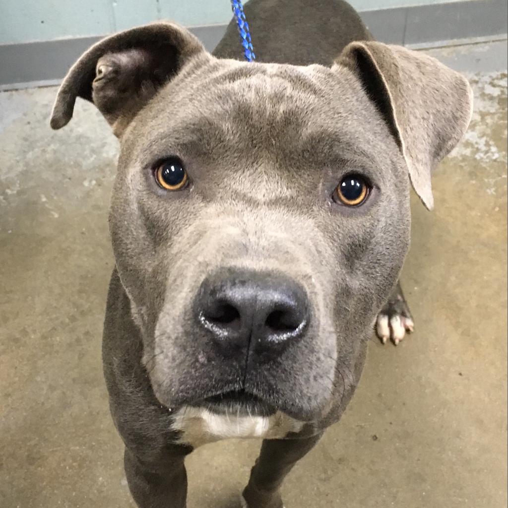 Enlarge Boyd, a Adoptable mixed breed in QUINCY, FL image 3/4