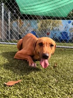 Valentino, Adoptable, Adult Male Mixed Breed & Mixed Breed.
