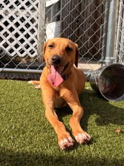 Enlarge Valentino, a Adoptable mixed breed in Savannah, GA image 2/3