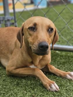 Enlarge Valentino, a Adoptable mixed breed in Savannah, GA image 3/3