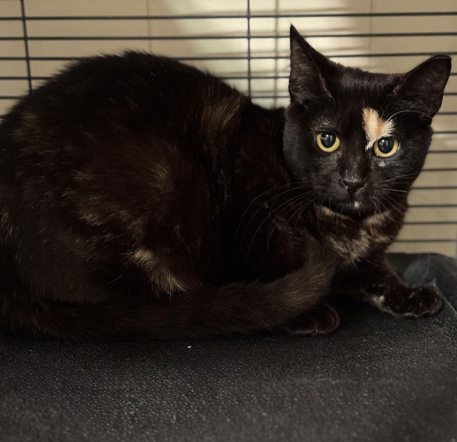 Enlarge Vogue, a Adoptable mixed breed in Hammond, LA image 1/1