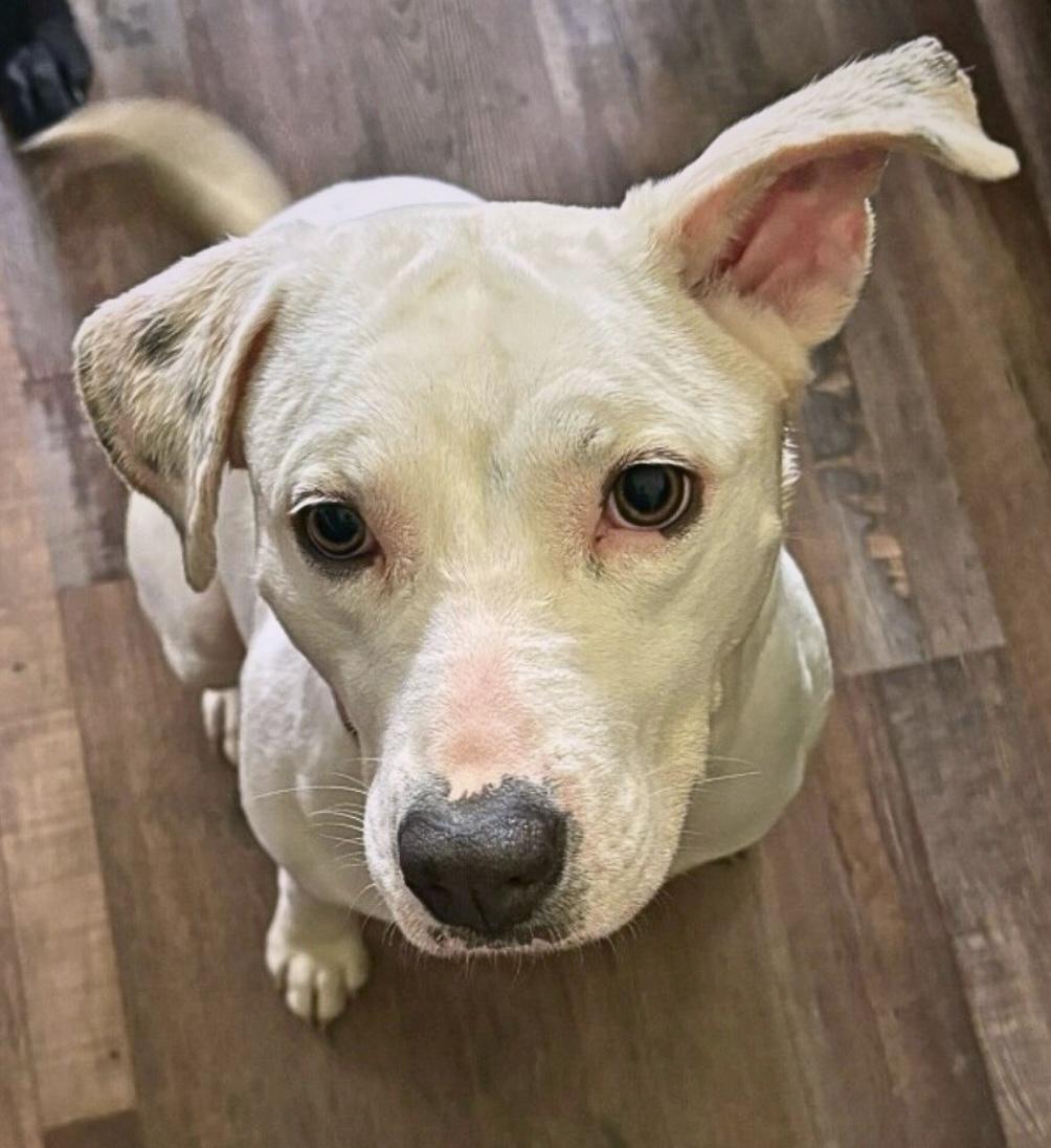 Valkyrie, ADOPTABLE, Young Female Pit Bull Terrier.