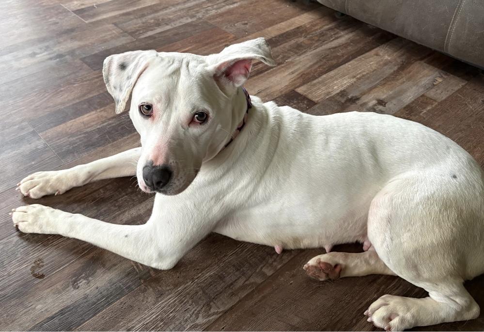 Enlarge Valkyrie, a ADOPTABLE Pit Bull Terrier in Tyler Hill, PA image 3/3