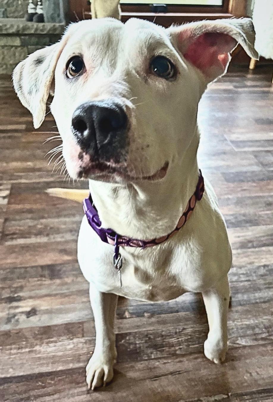 Enlarge Valkyrie, a ADOPTABLE Pit Bull Terrier in Tyler Hill, PA image 2/3