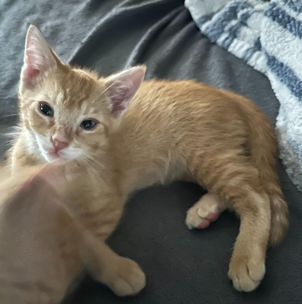 Fever, a Adoptable mixed breed in Urbandale, IA image 2/3