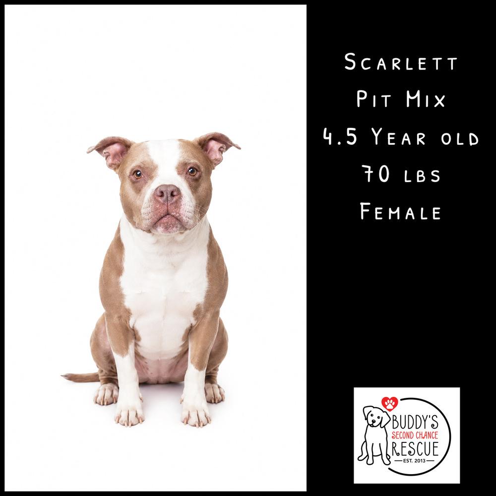 Enlarge Scarlett, a Adoptable mixed breed in Amherst, NY image 1/6