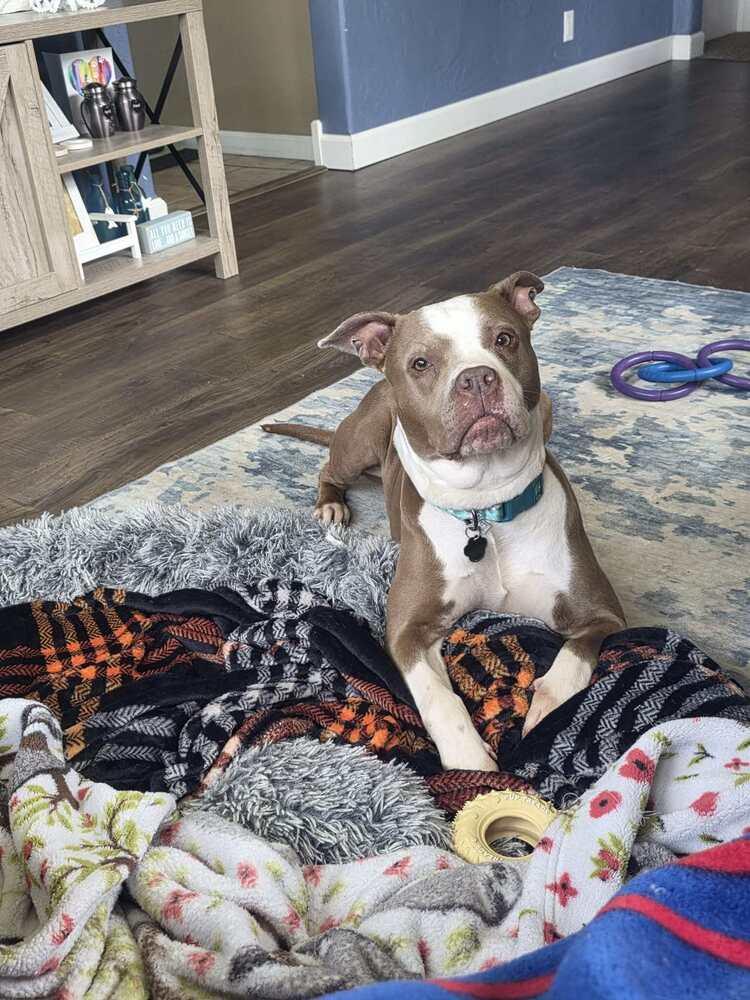 Enlarge Scarlett, a Adoptable mixed breed in Amherst, NY image 2/6