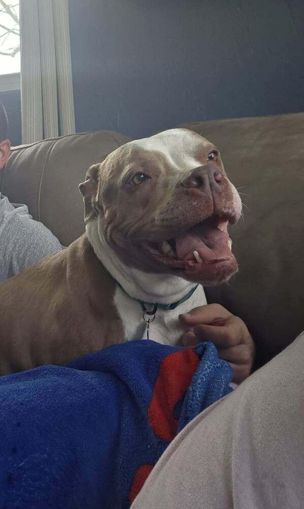 Enlarge Scarlett, a Adoptable mixed breed in Amherst, NY image 6/6