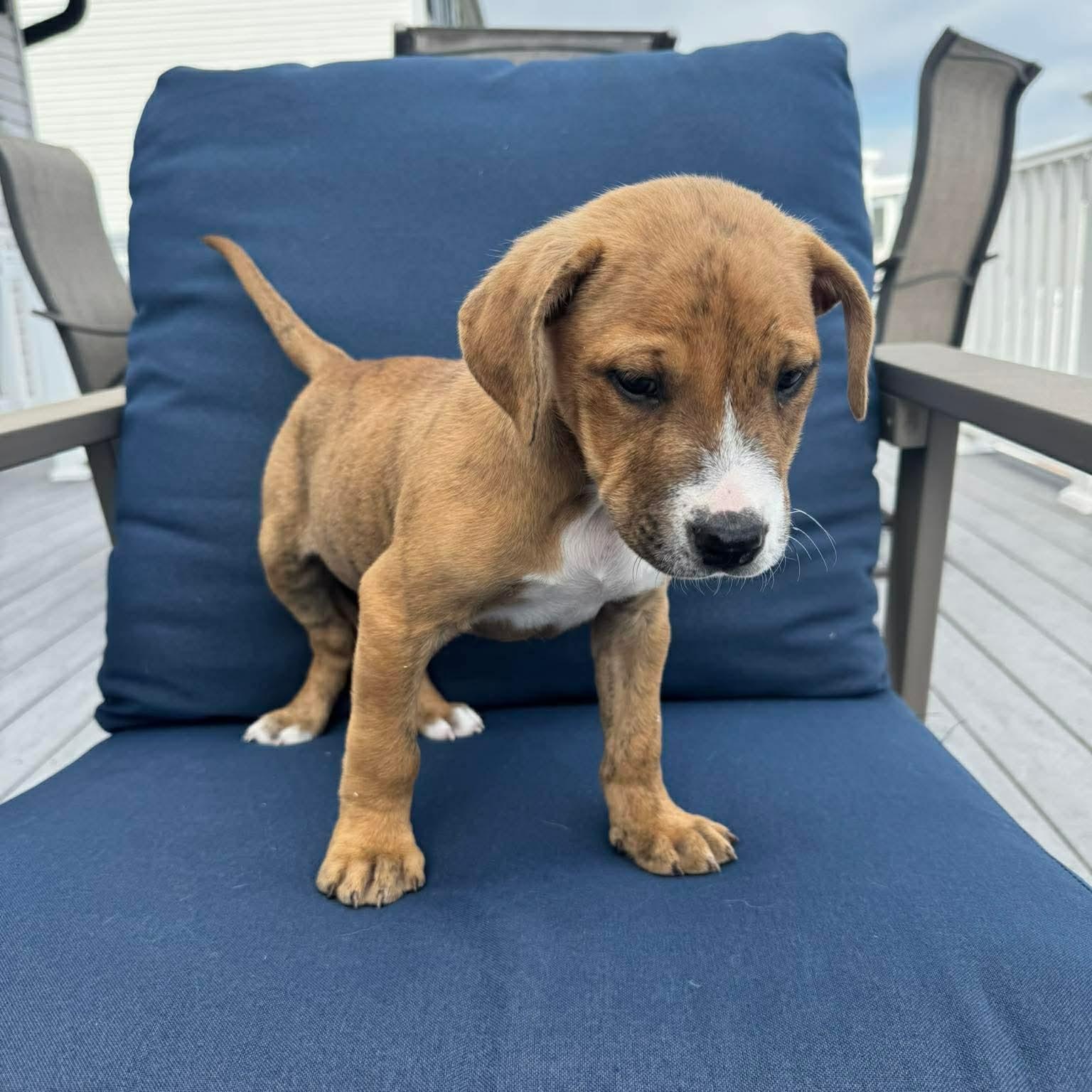 Enlarge Jonas, a ADOPTABLE mixed breed in Hatfield, PA image 4/4