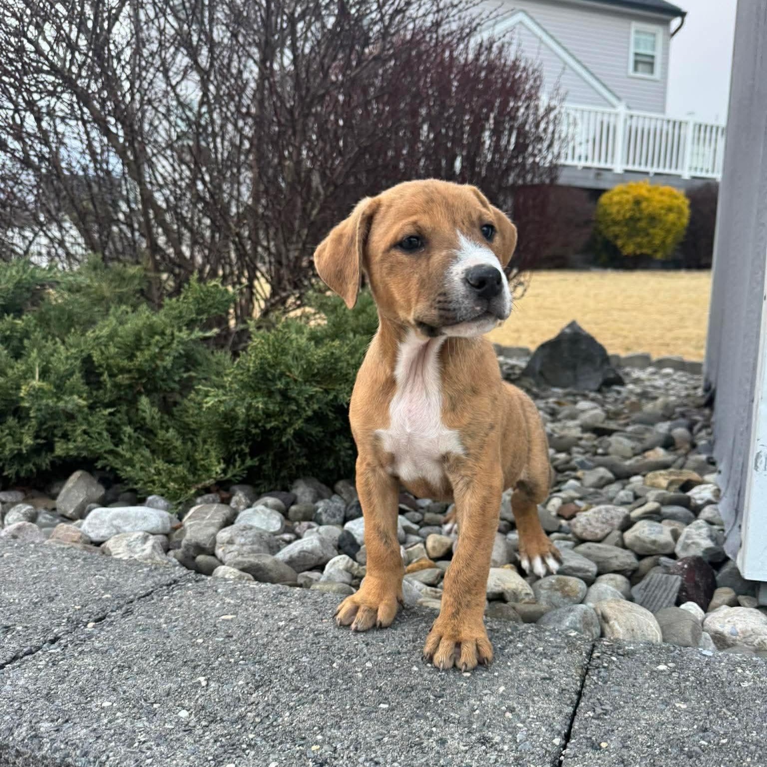 Enlarge Jonas, a ADOPTABLE mixed breed in Hatfield, PA image 3/4