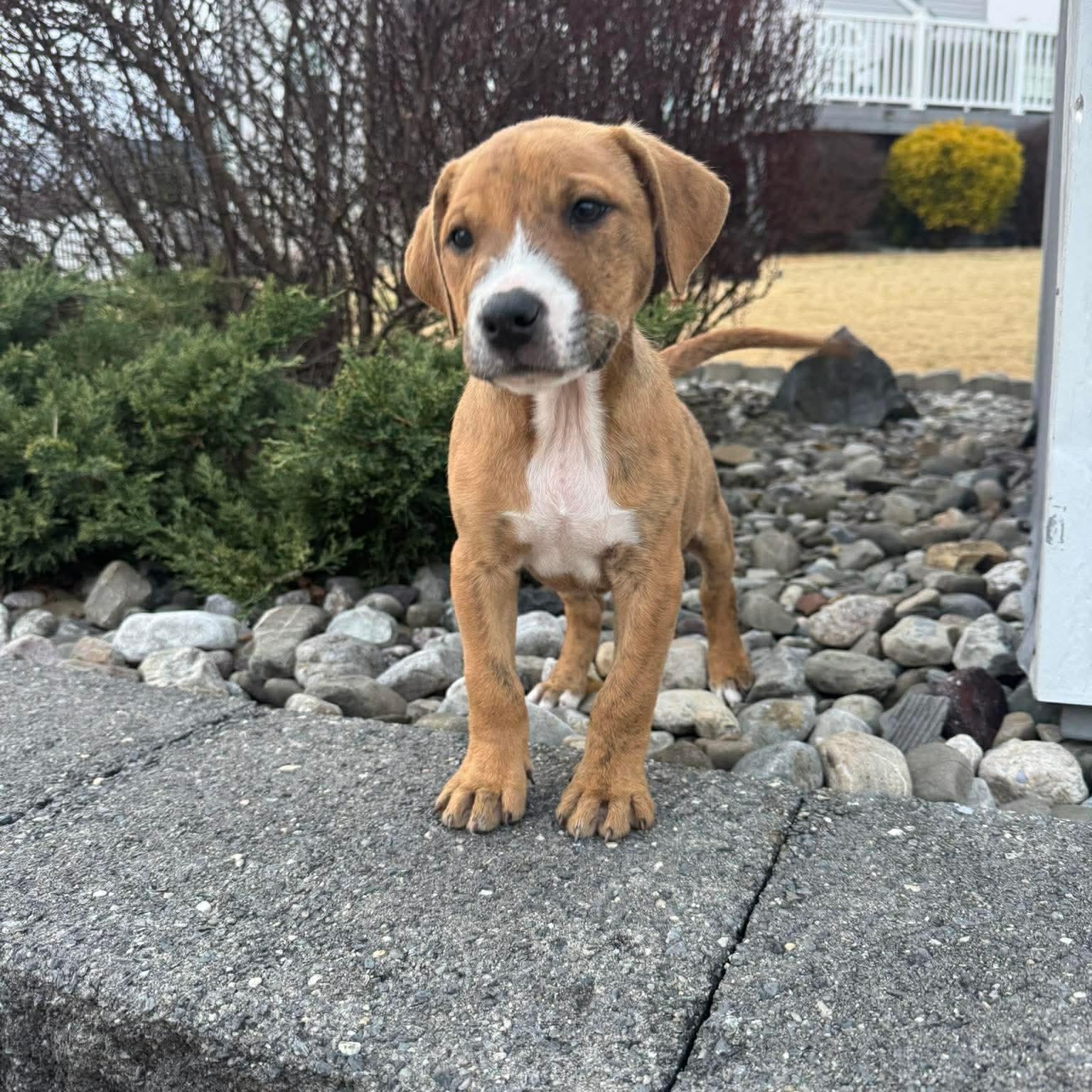 Enlarge Jonas, a ADOPTABLE mixed breed in Hatfield, PA image 2/4