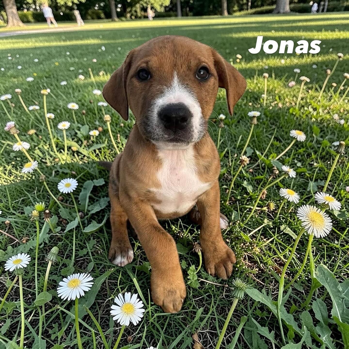 Enlarge Jonas, a ADOPTABLE mixed breed in Hatfield, PA image 1/4