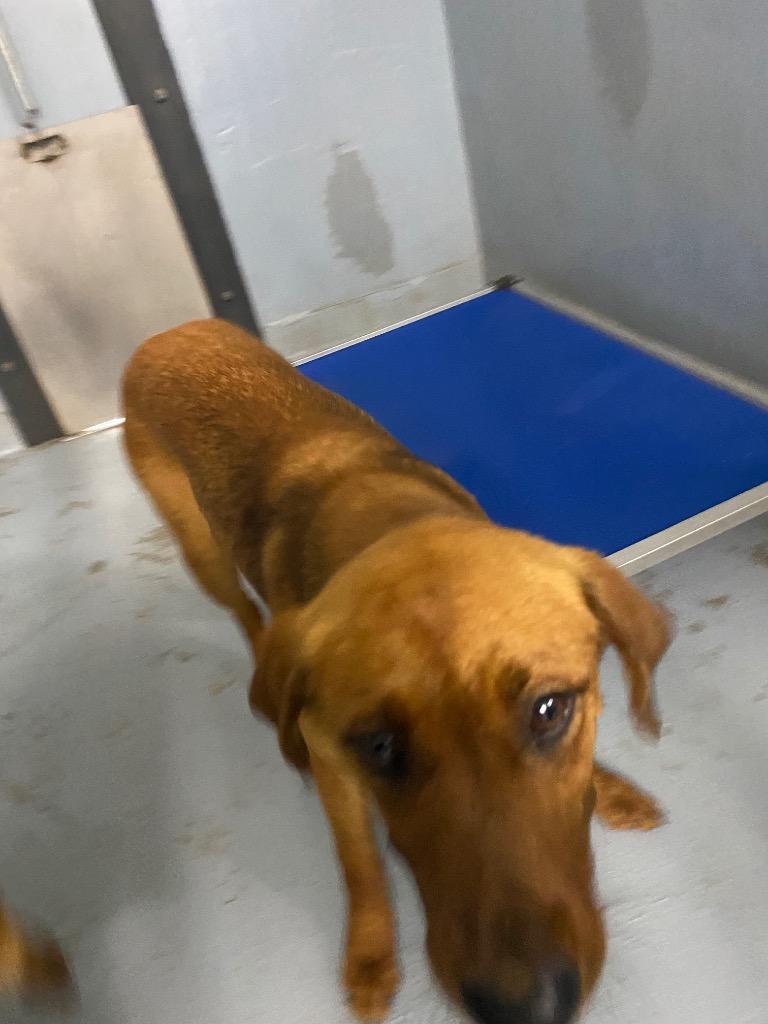 Enlarge Loretta Lynn, a Adoptable mixed breed in Cartersville , GA image 1/1