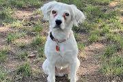 Enlarge Sumner, a ADOPTABLE mixed breed in Marion, MA image 1/3