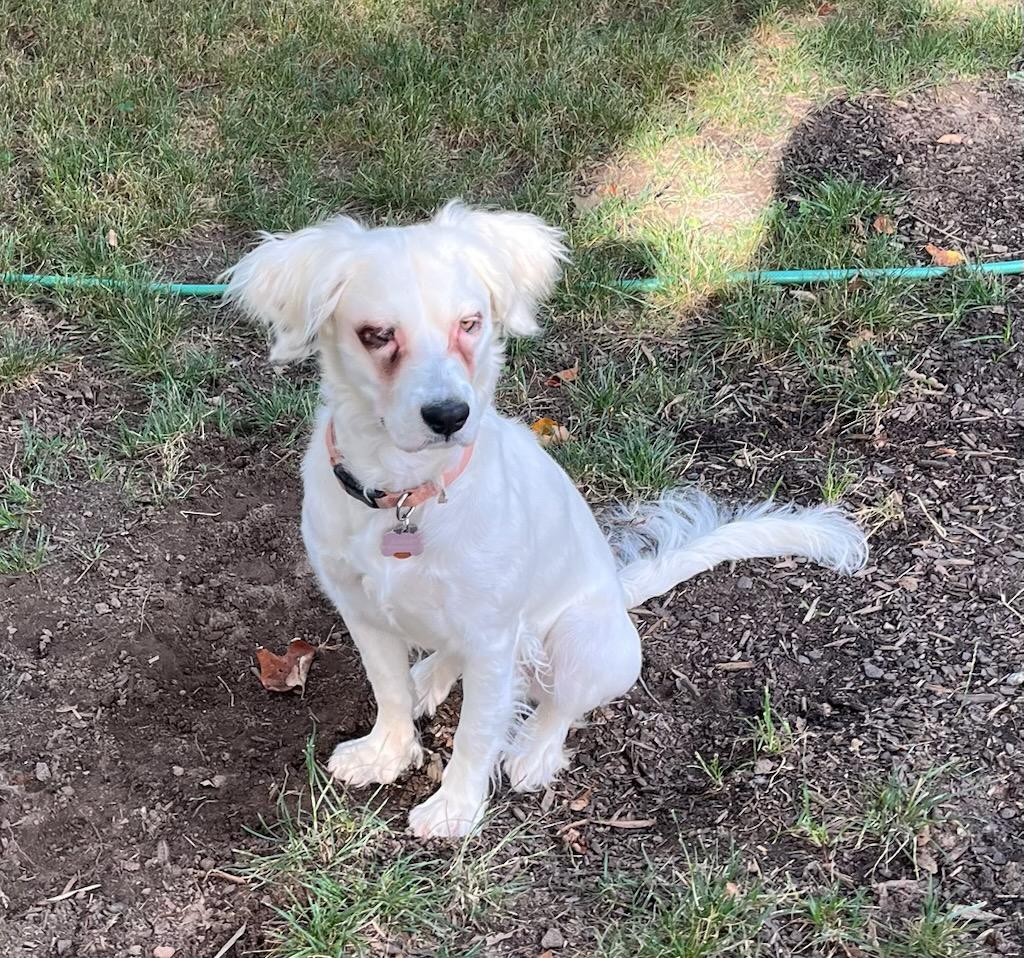 Enlarge Sumner, a ADOPTABLE mixed breed in Marion, MA image 3/3