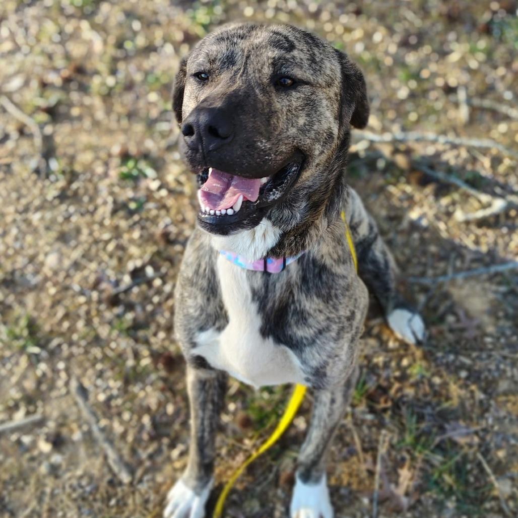 Enlarge Titan, a Adoptable mixed breed in Evensville, TN image 2/5
