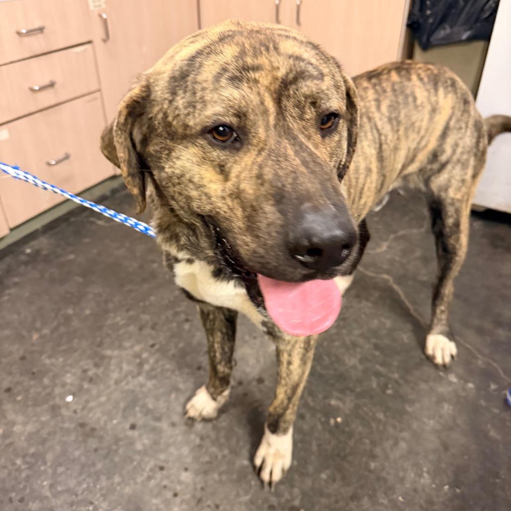 Enlarge Titan, a Adoptable mixed breed in Evensville, TN image 3/5