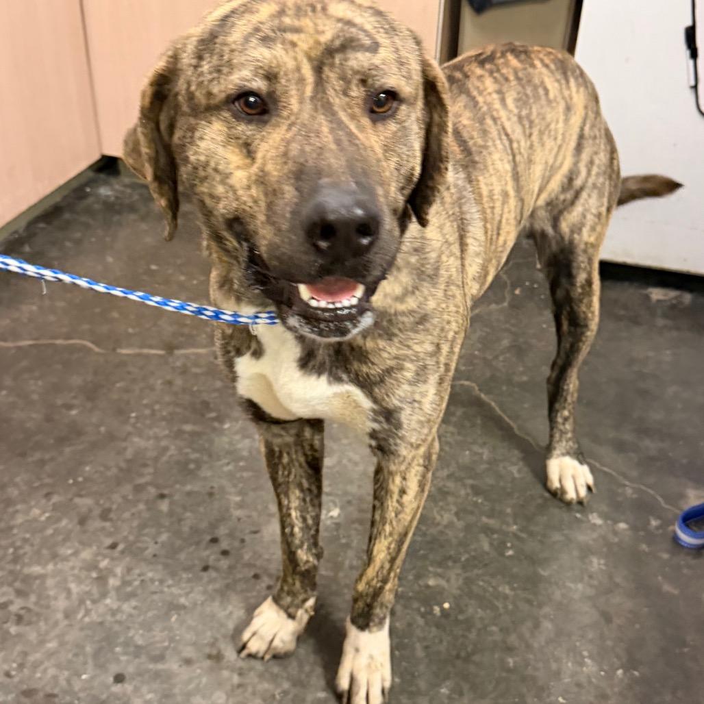 Enlarge Titan, a Adoptable mixed breed in Evensville, TN image 5/5