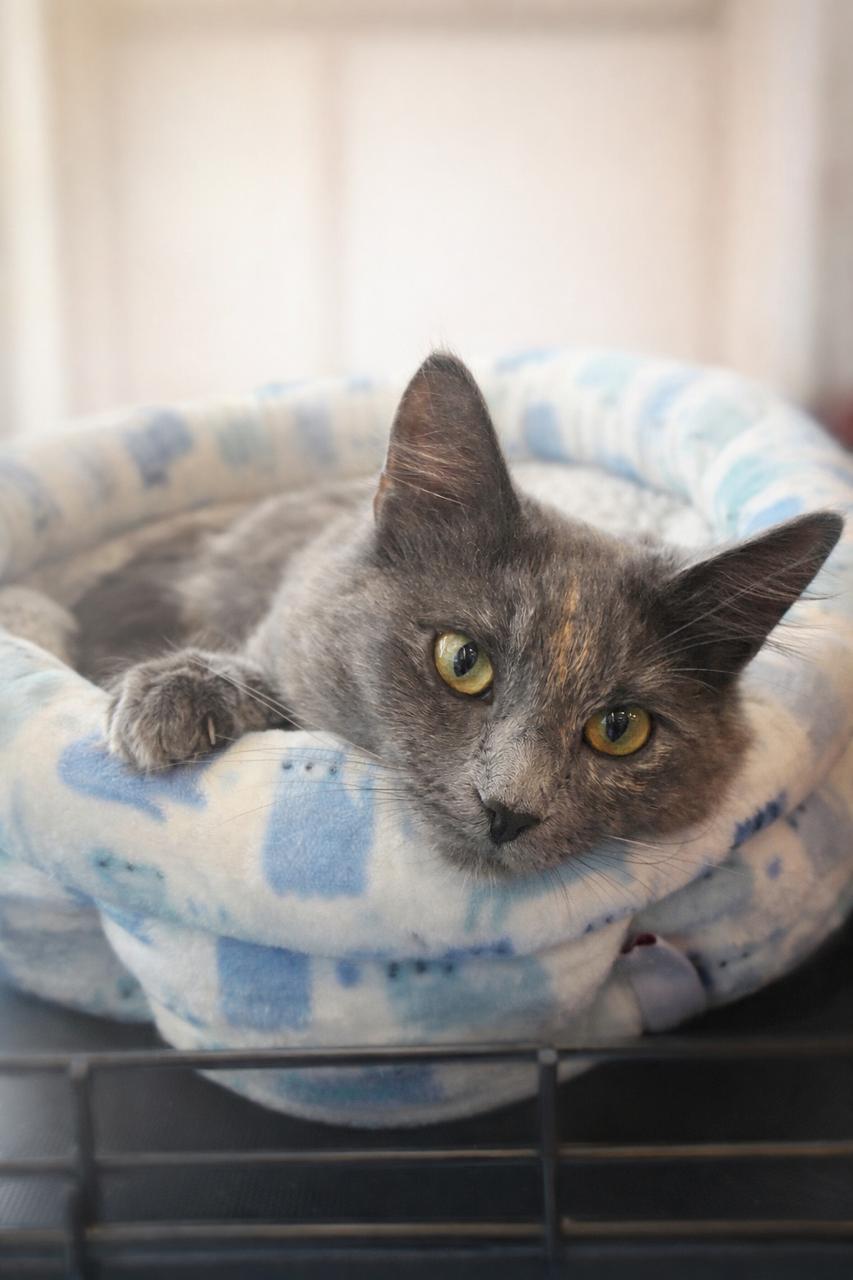 Enlarge Tuna Pop, an adopted Tortoiseshell in Los Angeles, CA image 4/6