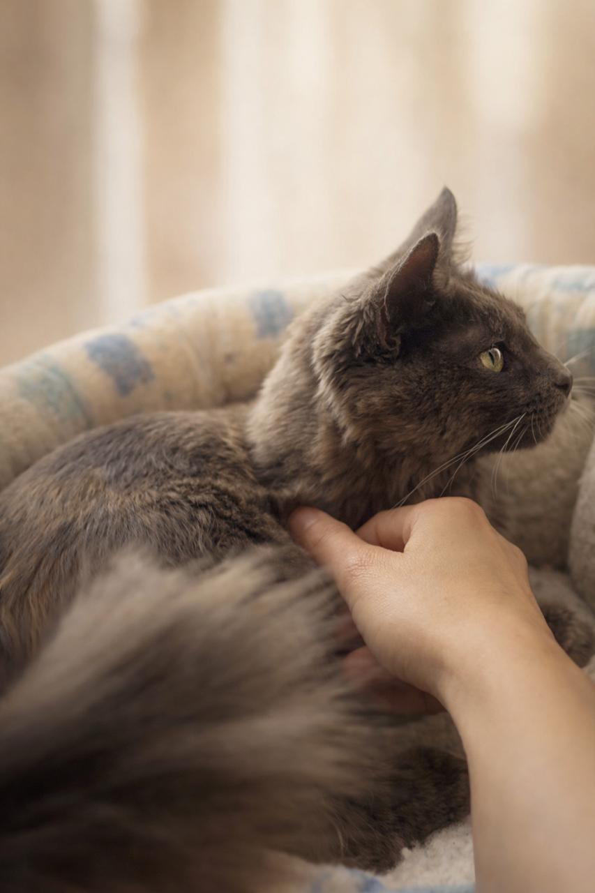 Enlarge Tuna Pop, an adopted Tortoiseshell in Los Angeles, CA image 3/6