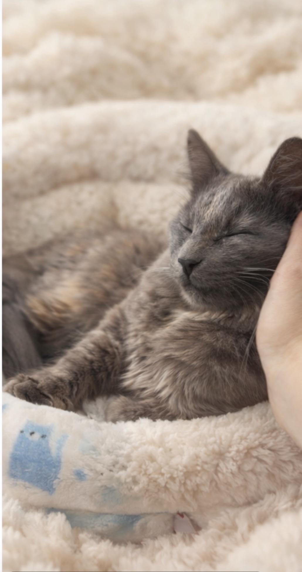 Enlarge Tuna Pop, an adopted Tortoiseshell in Los Angeles, CA image 5/6