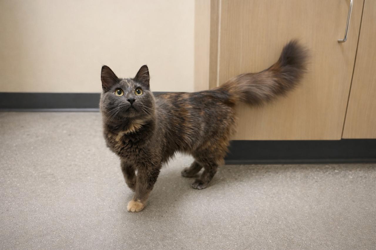 Tuna Pop, adopted, Young Female Tortoiseshell.