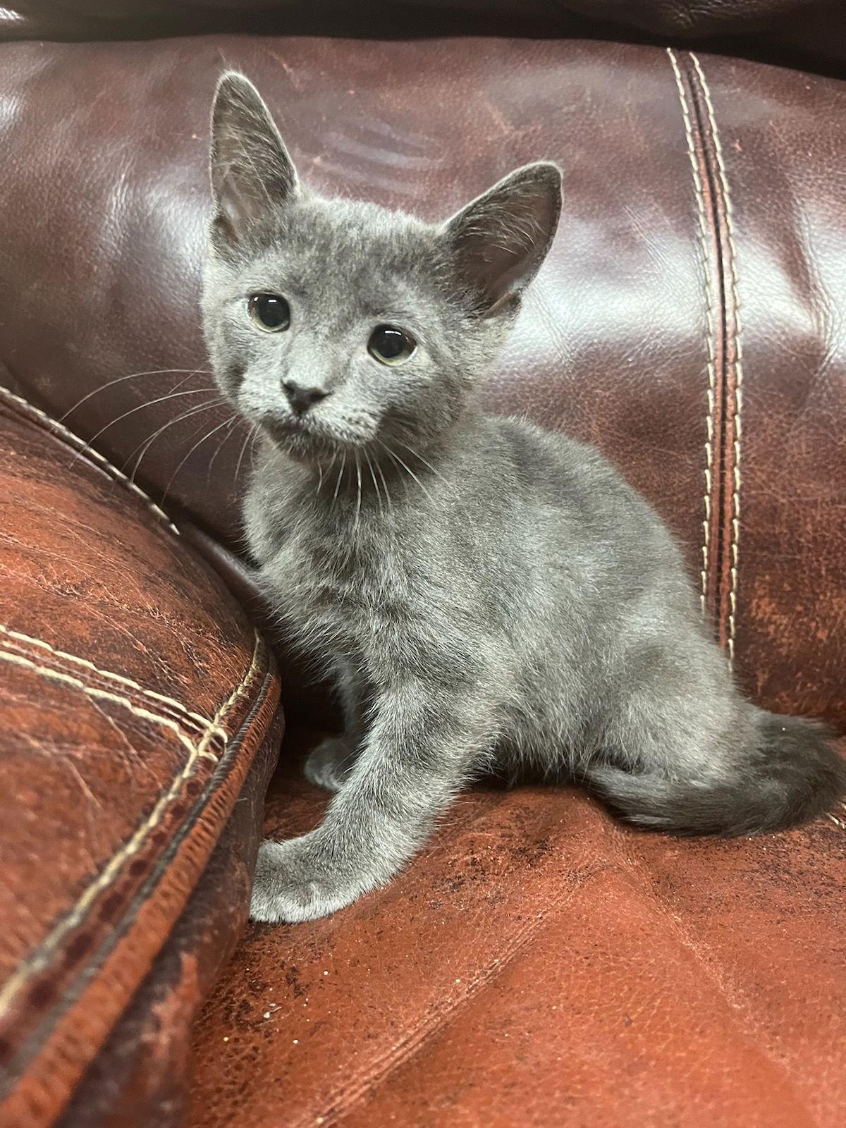 Enlarge Chip, a Adopted Domestic Medium Hair in Monticello, MS image 1/3
