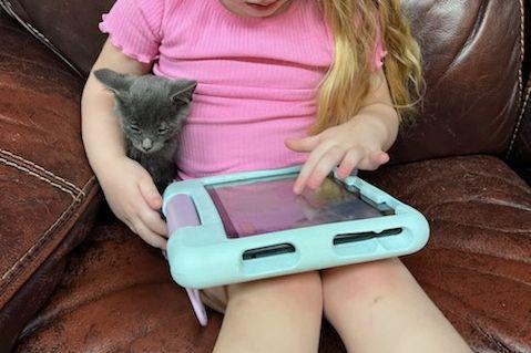 Enlarge Chip, a Adopted Domestic Medium Hair in Monticello, MS image 3/3