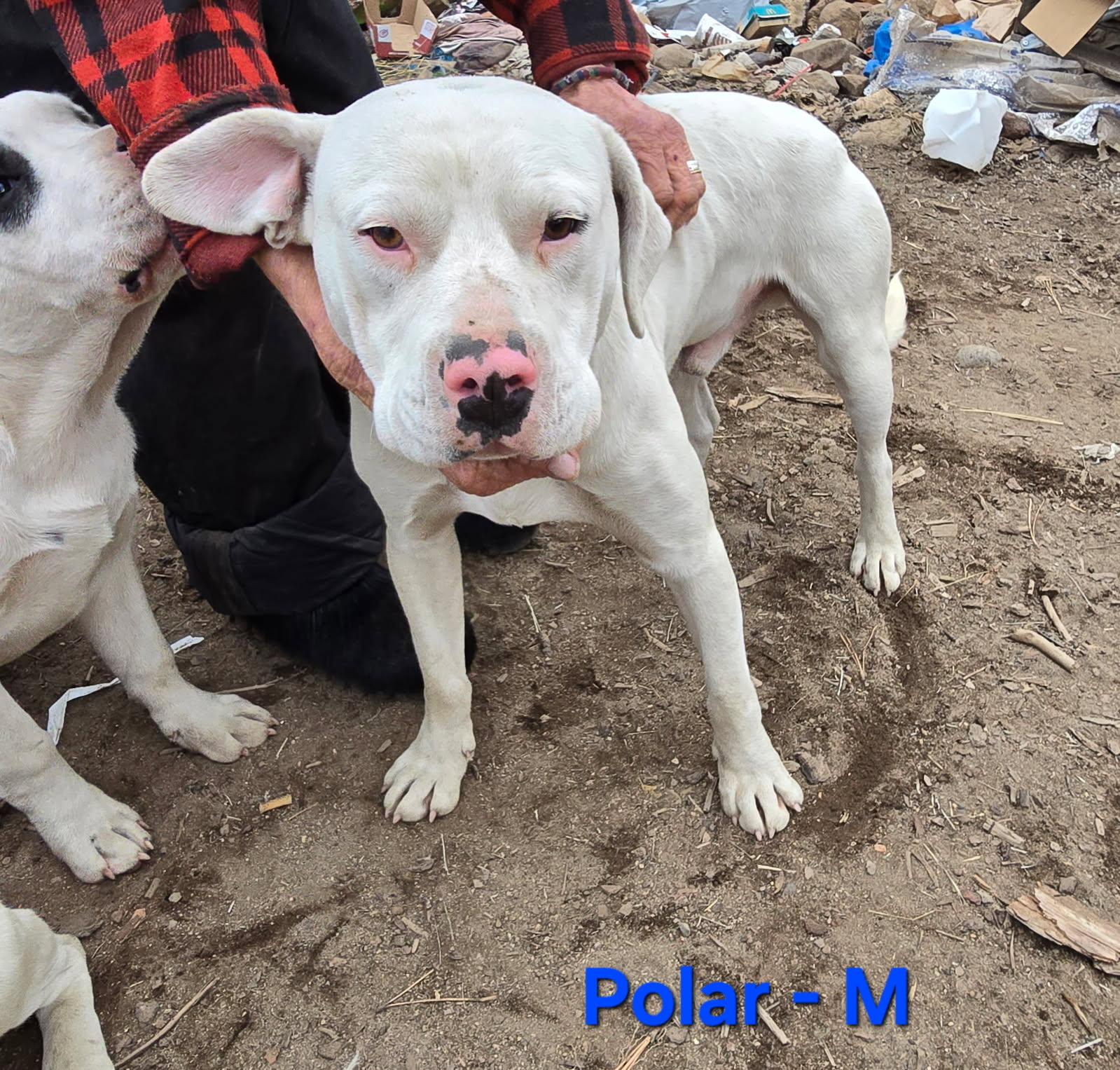 Enlarge Polar, a ADOPTABLE mixed breed in Klamath Falls, OR image 2/2