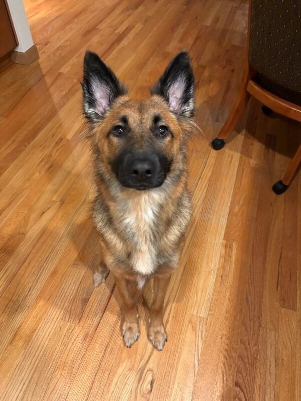 Willow, a Adoptable mixed breed in Seattle, WA image 1/6