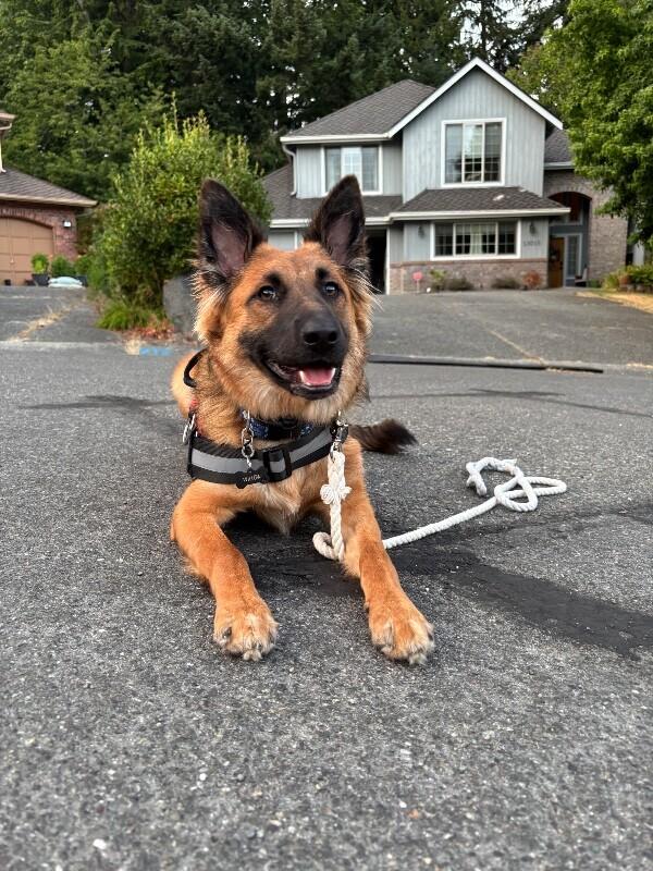 Willow, a Adoptable mixed breed in Seattle, WA image 2/6