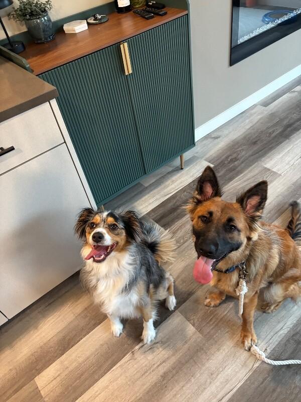 Willow, a Adoptable mixed breed in Seattle, WA image 3/6