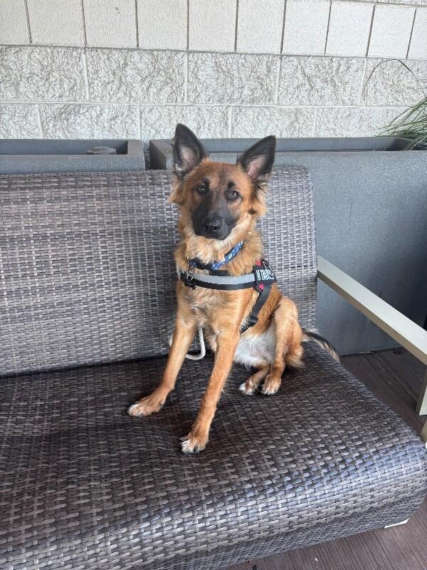 Willow, a Adoptable mixed breed in Seattle, WA image 4/6